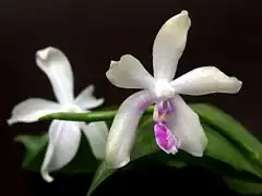 Description de l'image Phalaenopsis fimbriata Orchi 587.jpg.