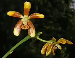 Description de l'image Phalaenopsis fuscata Orchi 002-1.jpg.