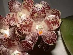 Description de l'image Phalaenopsis gigantea toapel.jpg.
