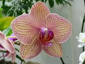 Image illustrative de l’article Phalaenopsis 'Baldan's kaleïdoscope'