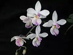 Description de l'image Phalaenopsis lindenii toapel.jpg.