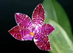 Description de l'image Phalaenopsis_lueddemanniana_Orchi_9051.jpg.