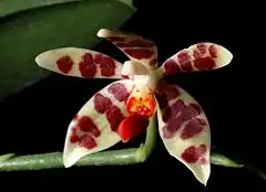 Description de l'image Phalaenopsis maculata Orchi 22614.jpg.