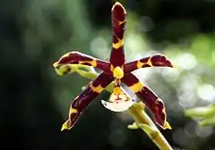 Description de l'image Phalaenopsis mannii Orchi 012.jpg.