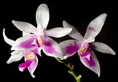 Description de l'image Phalaenopsis modesta Orchi 272.jpg.