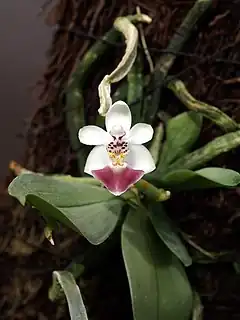 Description de l'image Phalaenopsis parishii Orchi 434.jpg.