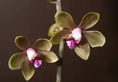 Description de l'image Phalaenopsis stobartiana Orchi 814-1.jpg.