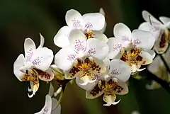 Description de l'image Phalaenopsis stuartiana - Flickr 003.jpg.
