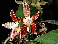 Description de l'image Phalaenopsis sumatrana Orchi 337-1.jpg.