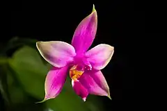 Description de l'image Phalaenopsis violacea H.Witte, Ann. Hort. Bot. 4 129 (1861) (47942381453).jpg.