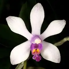Description de l'image Phalaenopsis wilsonii Orchi 044.jpg.