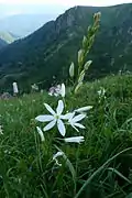 Phalangère à fleurs de lis dans le cirque du Wormspel.