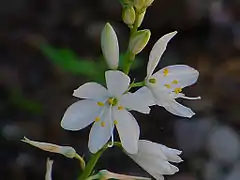 Phalangère à feuilles de lisAnthericum liliago