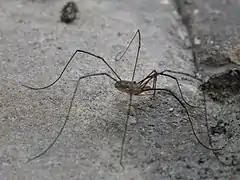 Phalangium opilio, un faucheux (Opiliones)