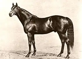 Image illustrative de l’article Phalaris (cheval)