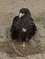 Caracara austral (Phalcoboenus australis)