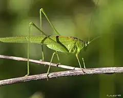 Le corps de cet orthoptère vert mesure 12 à 18 millimètres alors que ses antennes sont quatre fois plus longues.