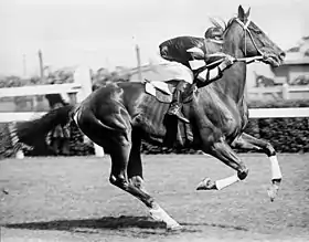 Photo noir et blanc d'un cheval monté par un jockey au galop, vus de profil.