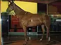 Phar Lap au Musée de Melbourne