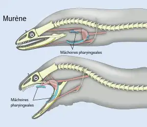 Schéma d'une murène fermant puis ouvrant ses mâchoires ; on voit ses mâchoires pharyngeales.