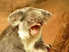 koala ouvrant la gueule et criant