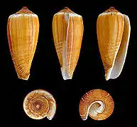 Conus radiatus