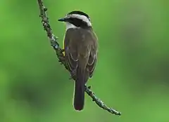 Description de l'image Phelpsia inornata White-bearded Flycatcher (6515680991) (cropped).jpg.