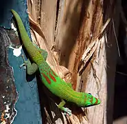 Phelsuma laticauda