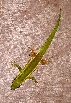 Description de l'image Phelsuma Borbonica du Grand Etang - Reunion Island Day Gecko.jpg.