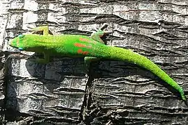 Phelsuma laticauda.