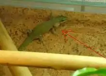 Phelsuma abbotti