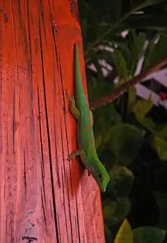 Phelsuma astriata, lezar ver, gecko endémique.