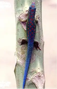 Vue d'un gecko bleu