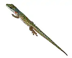 Description de l'image Phelsuma guttata.jpg.