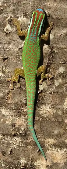 lézard vert de Manapany