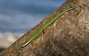 Phelsuma inexpectata