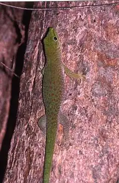 Description de l'image Phelsuma kochi.jpeg.