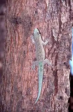 Description de l'image Phelsuma mutabilis.jpeg.