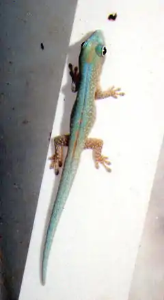 Phelsuma robertmertensi