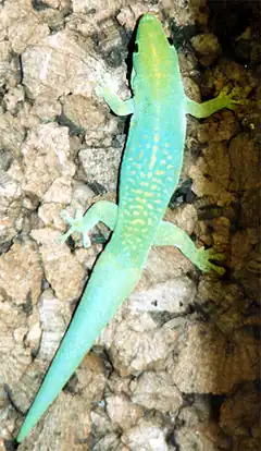 Description de l'image Phelsuma_v-nigra_v-nigra.jpg.