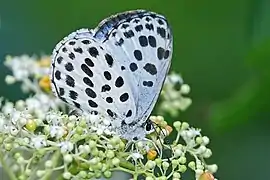 Phengaris atroguttata