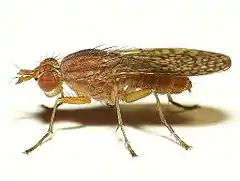 Pherbina coryleti, un Sciomyzidae