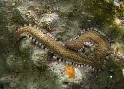 Le ver de feu Pherecardia striata est un prédateur opportuniste de l'acanthaster.