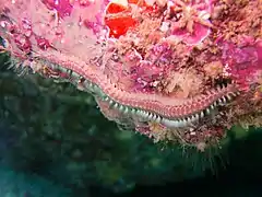 Pherecardia striata à Hawaii.