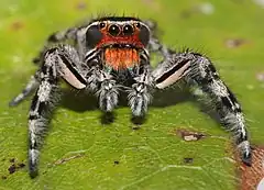 Description de l'image Phidippus adonis male 0603.jpg.