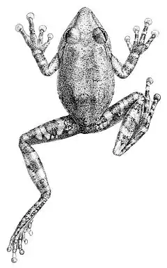 Description de l'image Philautus fergusonianus.jpg.