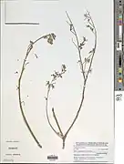 Philenoptera laxiflora.