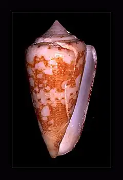 Description de l'image Philippine Cone - Conus telatus 001.jpg.