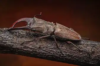 Un Cyclommatus zuberi, des Cyclommatus, des Lucaninae,  en promenade dans les iles Visayas aux Philippines. Les larges mandibules indiquent que c'est un mâle.