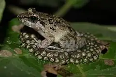 Description de l'image Philippine Swamp Frog (Limnonectes leytensis)5.jpg.